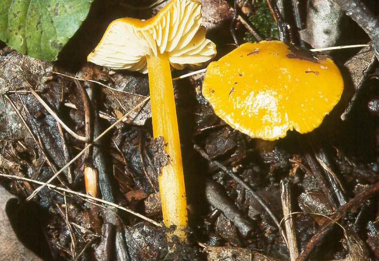 Hygrocybe chlorophana